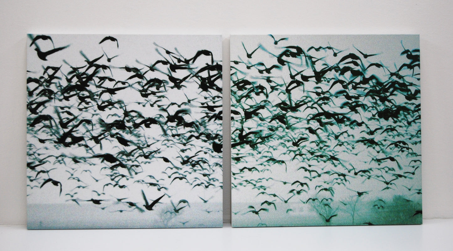 Unico & Multiplo Gabbiani 2 stampa digitale su tela